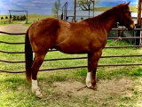 MM Mucha Sunfrost-4 y/o AQHA Gelding