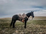 JK Poco Jessie James- 6 y/o AQHA Gelding