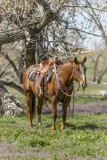 Bouie-7 y/o Gelding