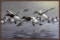Canvasbacks Coming In