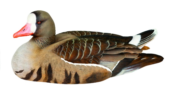 White-Fronted Goose Decoy of the Year