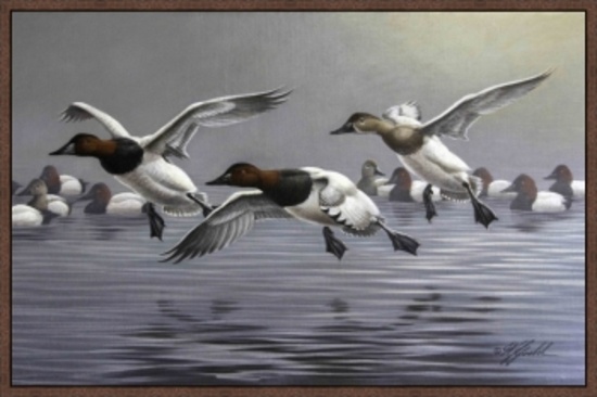 Canvasbacks Coming In