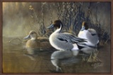 Pintail Trios
