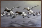 Canvasbacks Coming In