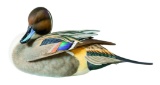 Pintail Drake Decoy of the Year