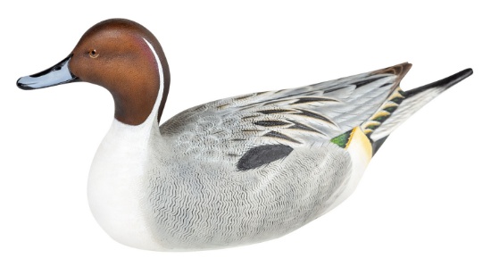 Pintail Decoy