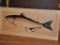 Russ Orme Pen and Ink on Oak of a Channel Catfish