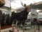 MOOSE MOUNT