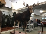 MOOSE MOUNT