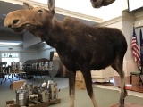 MOOSE MOUNT
