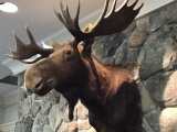 MOOSE HEAD MOUNT