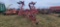 Case-IH 26' Feild Cult