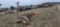 NH Sickle Mower