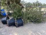 5 - LIVE OAK TREES 30 GALLON