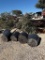 5 - 30 GALLON LIVE OAK TREES