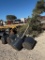 5 - 30 GALLON LIVE OAK TREES