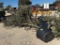 5 - 30 GALLON LIVE OAK TREES