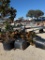 4 - 30 GALLON MAGNOLIA TREES