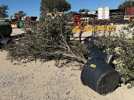 5 - 30 GALLON LIVE OAK TREES