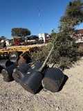5 - 30 GALLON LIVE OAK TREES