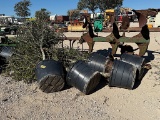 5 - 30 GALLON LIVE OAK TREES