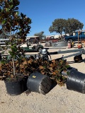 4 - 30 GALLON MAGNOLIA TREES