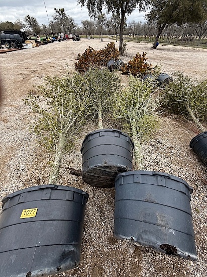 3 - 65 GALLON OAK TREES