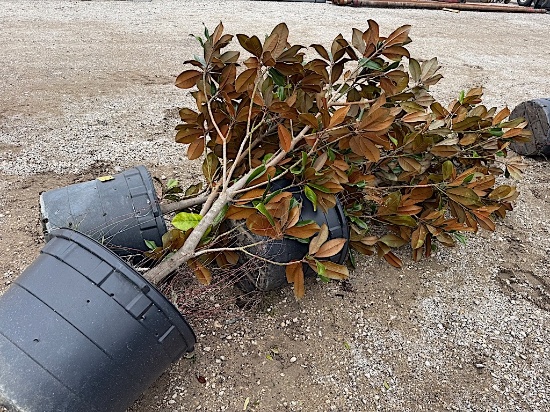 3 - 30 GALLON MAGNOLIA TREES