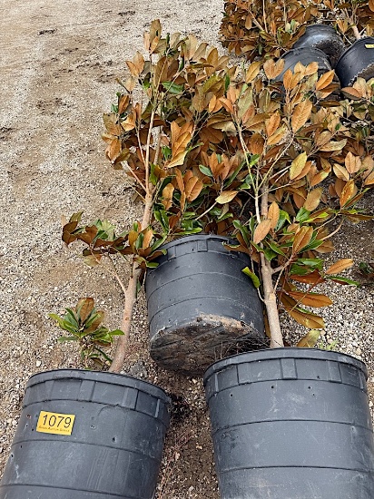 3 - 30 GALLON MAGNOLIA TREES