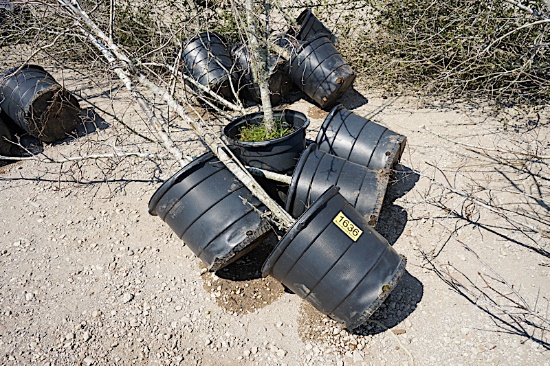 5 - 15 GALLON RED OAK TREES