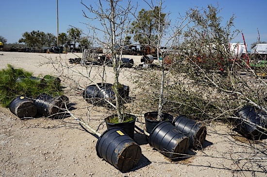 5 - 15 GALLON RED OAK TREES