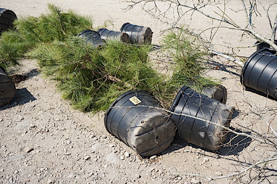 3 - 15 GALLON PINE TREES