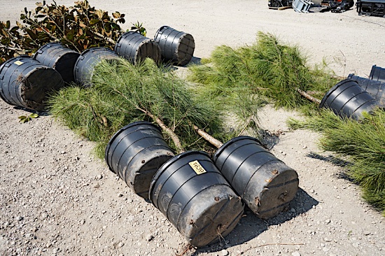 3 - 15 GALLON PINE TREES