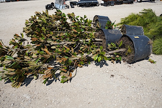 3 - 30 GALLON MAGNOLIA TREES