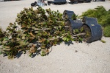 3 - 30 GALLON MAGNOLIA TREES