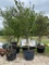 5 - 45 GALLON LIVE OAK TREES