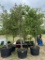 5 - 45 GALLON LIVE OAK TREES