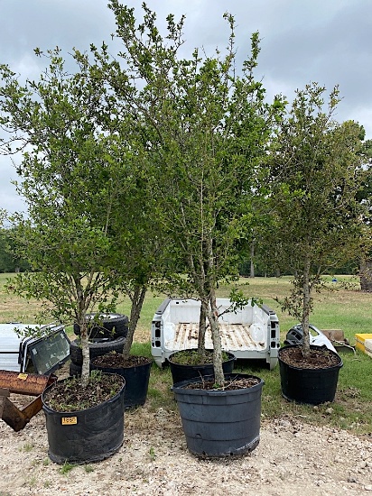 5 - 45 GALLON LIVE OAK TREES