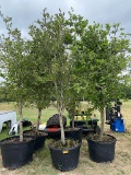 5 - 45 GALLON LIVE OAK TREES