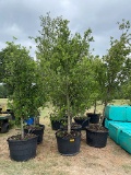 5 - 45 GALLON LIVE OAK TREES