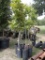 5 - 10 GALLON NATIVE PECAN TREES