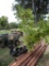 5 - 10 GALLON NATIVE PECAN TREES