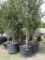 5 - 45 GALLON LIVE OAK TREES