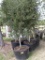 5 - 45 GALLON LIVE OAK TREES
