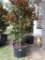 4 - 30 GALLON MAGNOLIA TREES