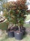 5 - 30 GALLON MAGNOLIA TREES