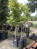 5 - 10 GALLON NATIVE PECAN TREES