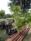 5 - 10 GALLON NATIVE PECAN TREES