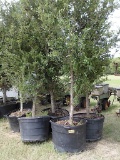 5 - 45 GALLON LIVE OAK TREES