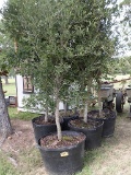 5 - 45 GALLON LIVE OAK TREES